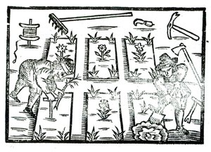 Illustrazione da un libro di giardinaggio da English School
